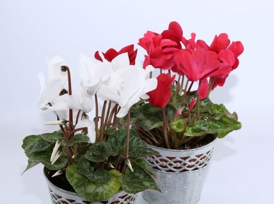 Potted Cyclamen