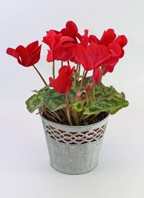 Potted Cyclamen