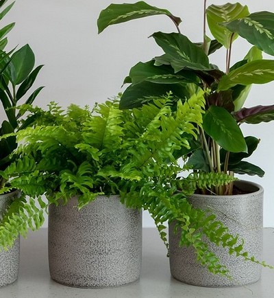 Boston Fern in a Grey Pot