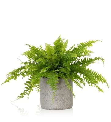 Boston Fern in a Grey Pot