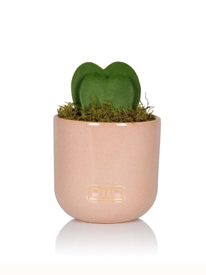 Hoya Double Heart Potted in Pink