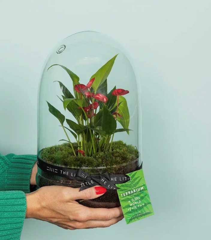 Anthurium Terrarium