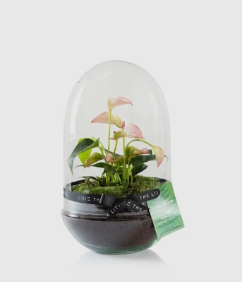 Anthurium Terrarium