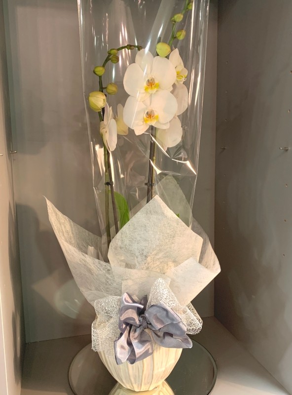 Orchid gift discount