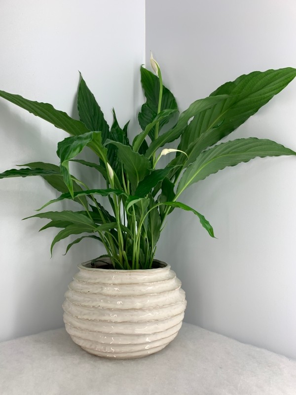 Peace lily pot deals