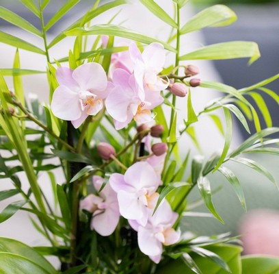 Jungle Orchid