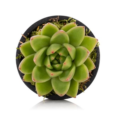 Miranda Echeveria in Copper & Grey