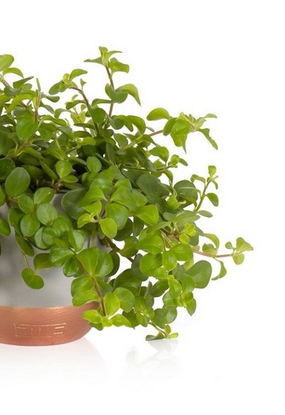 Trailing Jade Potted in Copper & Grey buy online or call 01253 730974