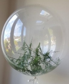 Fern filled balloon