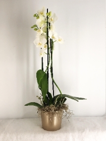 Christmas Orchid
