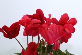 Potted Cyclamen