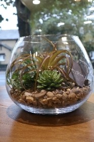 Arundel Faux Terrarium