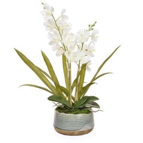 Violet's Vanda Orchid in White