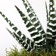 Haworthia Potted in Copper & Grey