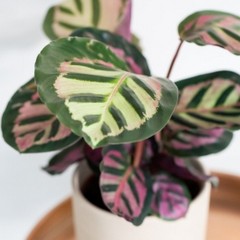 Prayer Plant in a Grey Pot