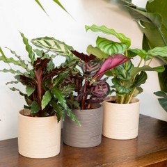 Prayer Plant in a Grey Pot