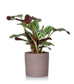 Prayer Plant in a Grey Pot