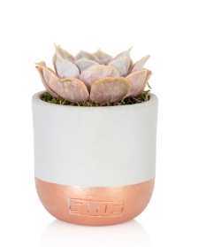 Lilacina Potted in Copper & Grey