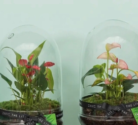 Anthurium Terrarium