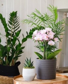 Jungle Orchid