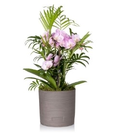 Jungle Orchid