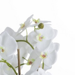 Large White Orchid And Fern Garden