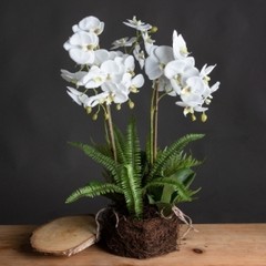 Large White Orchid And Fern Garden