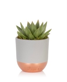 Miranda Echeveria in Copper & Grey